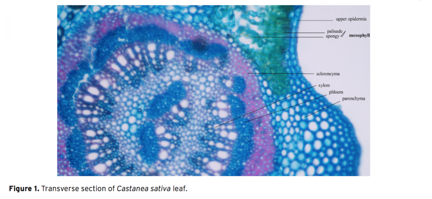 Castanea sativa; A Source of Turkish Propolis Plant Anatomy, Palynology and Chemistry Issue 1