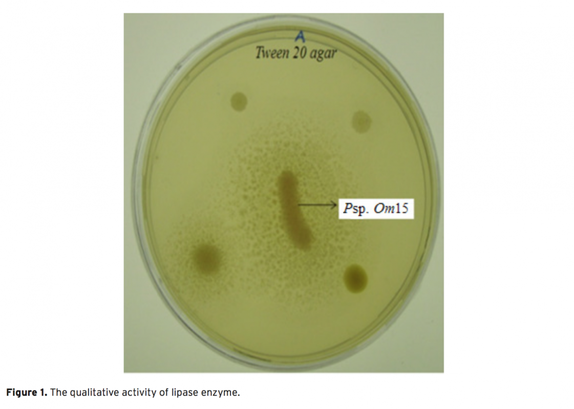 Isolation, Identification and Enzyme Characterization of Lipase