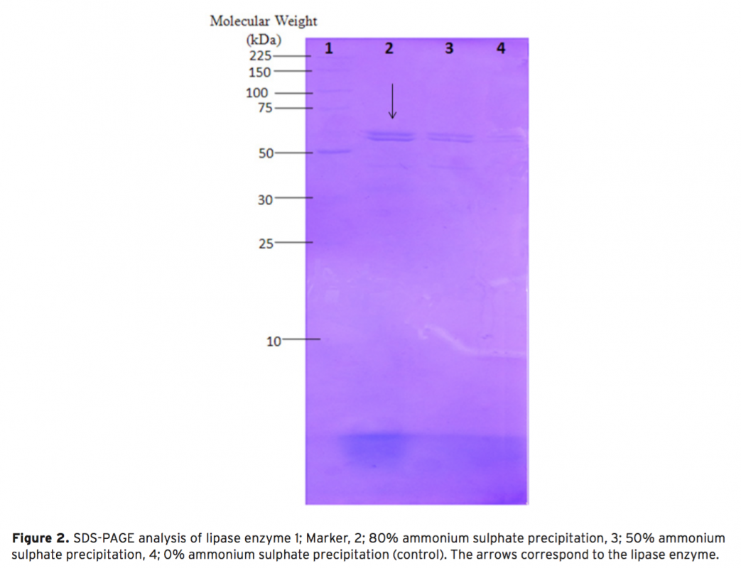 Isolation, Identification and Enzyme Characterization of Lipase