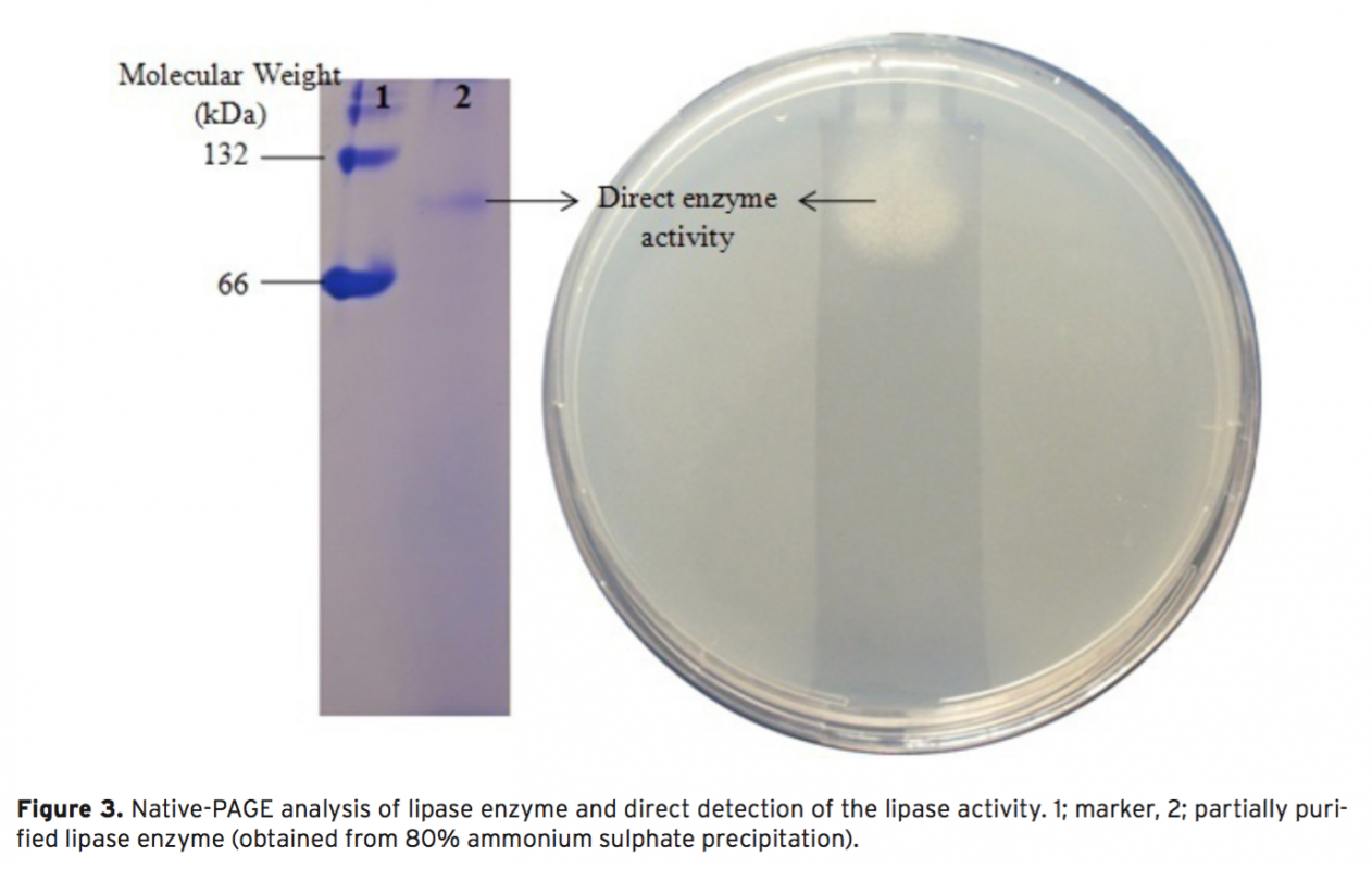 Isolation, Identification and Enzyme Characterization of Lipase Producing Bacteria from Mucus