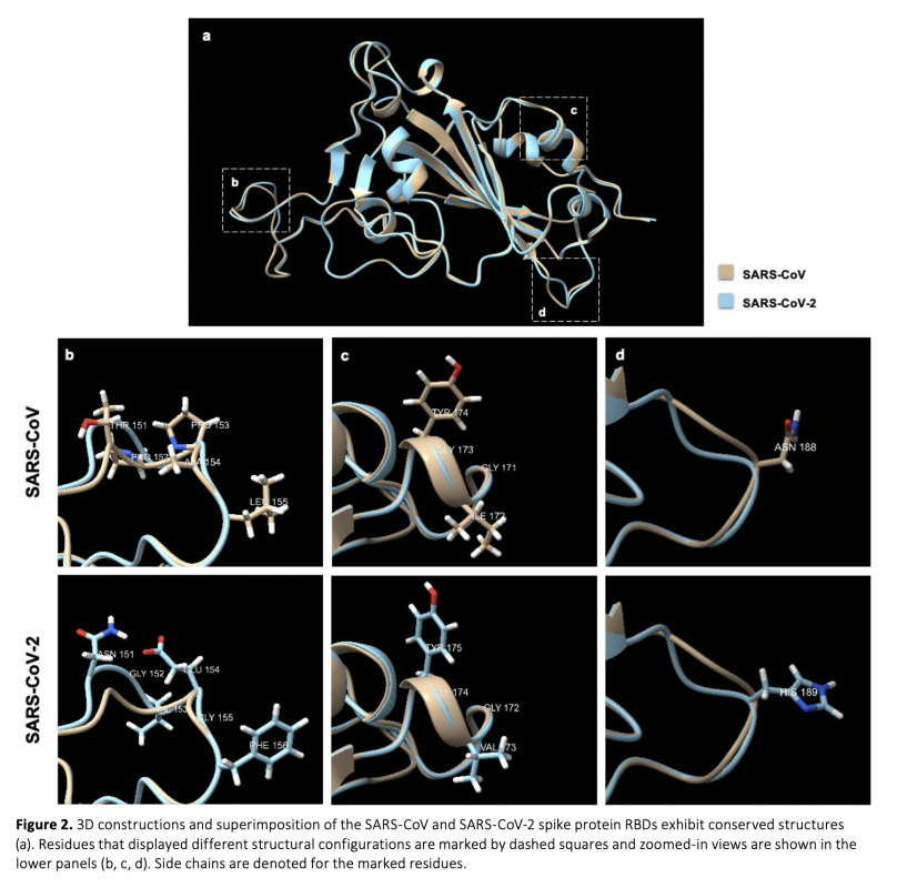Structural Analysis of Novel Amino Acid Substitutions in SARS-CoV-2 ...